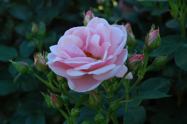 Lyserød rose