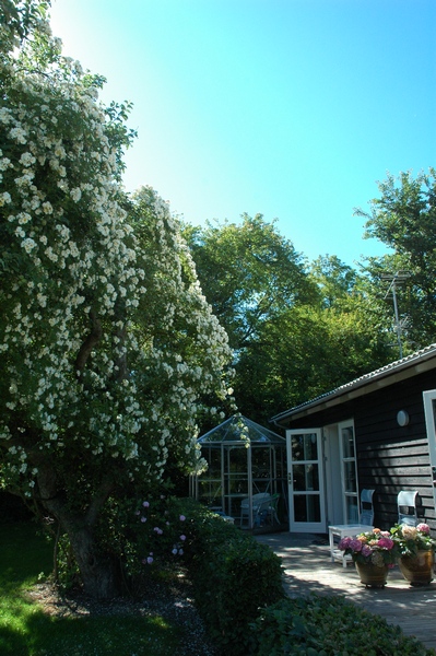 Blomstrende busk ved huset